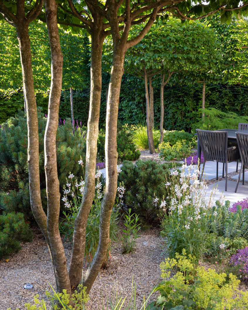 Colm Joseph suffolk garden designer seating area hornbeam multi-stem pleached trees limestone paving dwarf pines Richard Bloom Photography