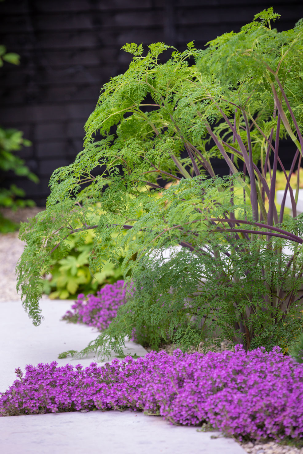 Colm Joseph suffolk garden design limestone paving creeping flowering thyme Selinum wallichianum Richard Bloom Photography