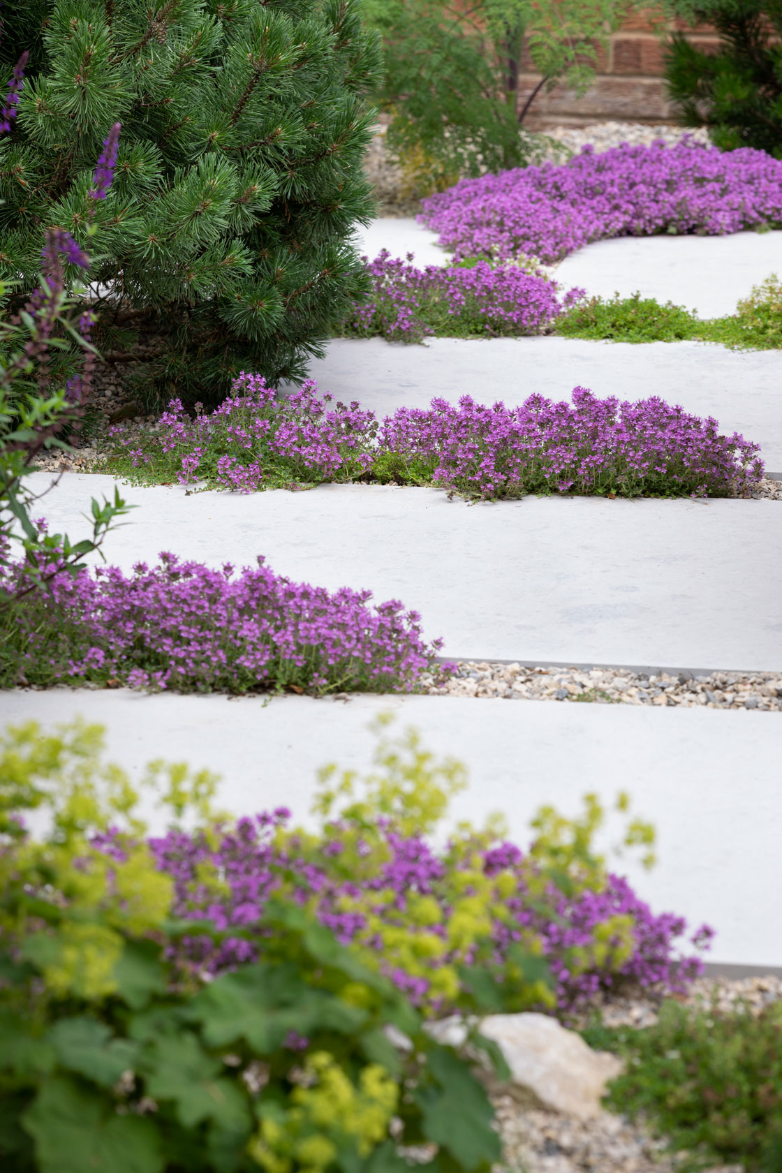 Colm Joseph suffolk garden design limestone paving creeping flowering thyme gravel alchemilla mollis dwarf pines Richard Bloom Photography