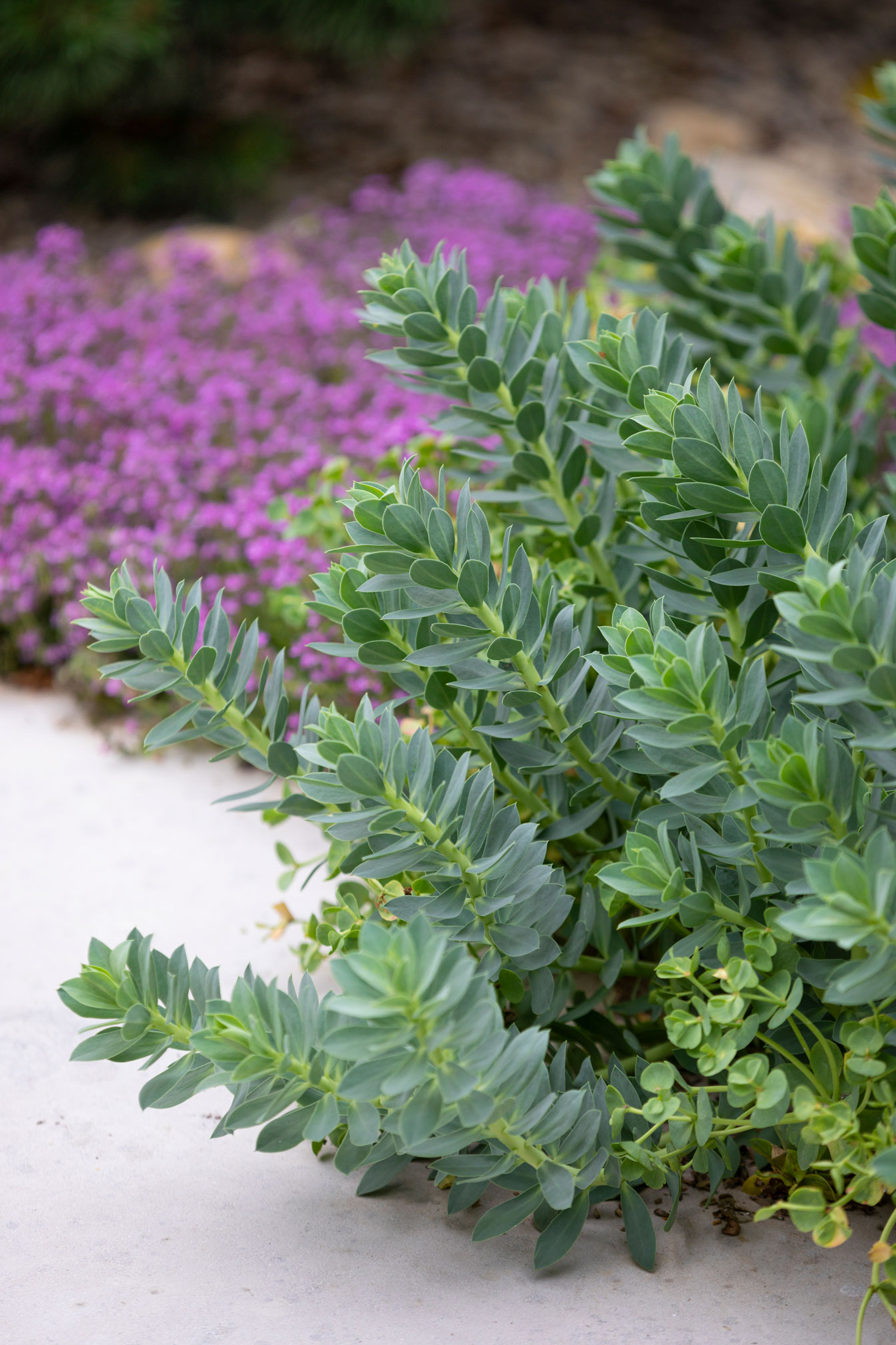 Colm Joseph suffolk garden design limestone paving euphorbia myrsinites creeping flowering thyme gravel Richard Bloom Photography