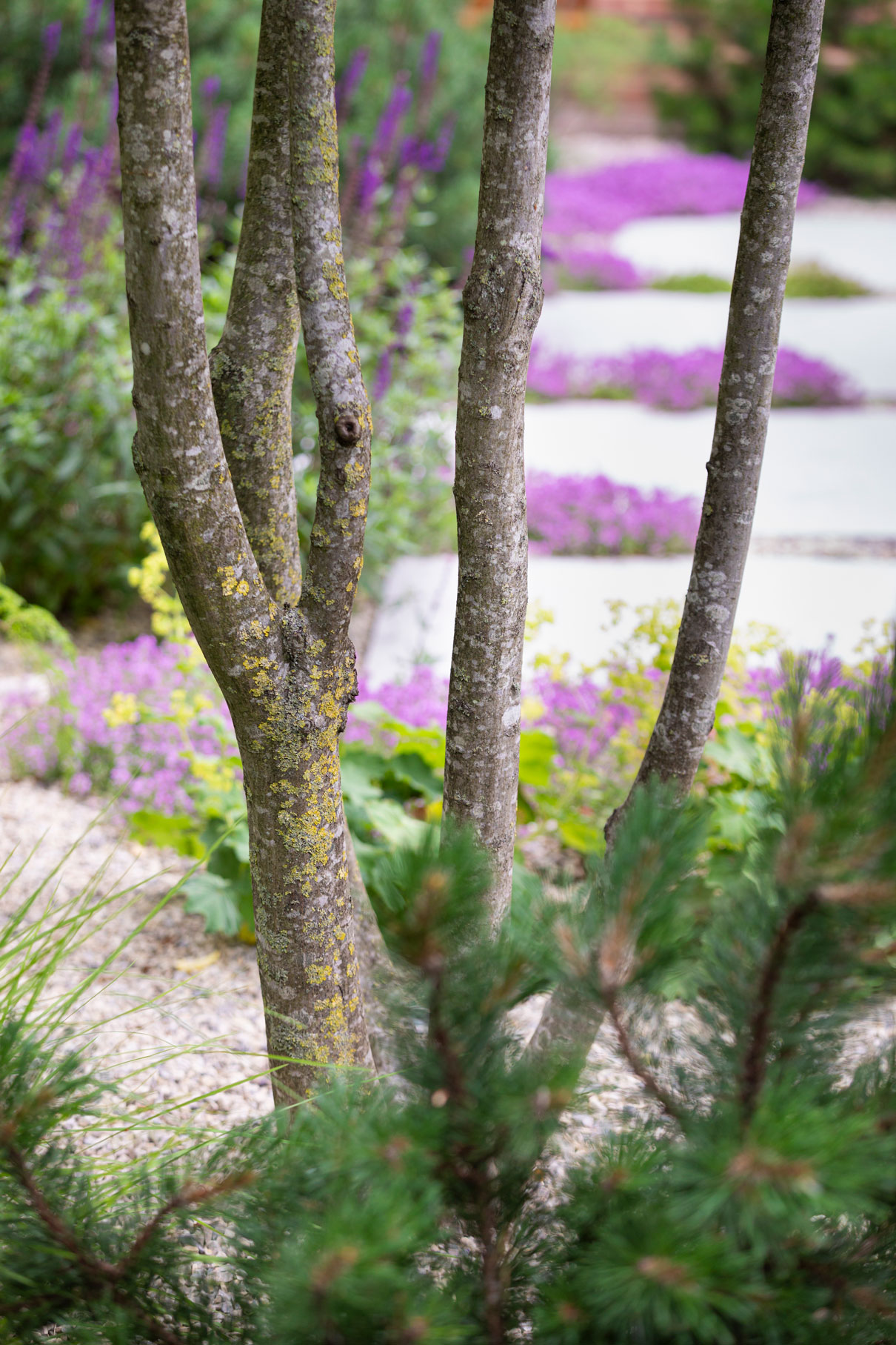 Colm Joseph suffolk garden design multi stem hornbeam dwarf pines limestone paving creeping thyme gravel Richard Bloom Photography