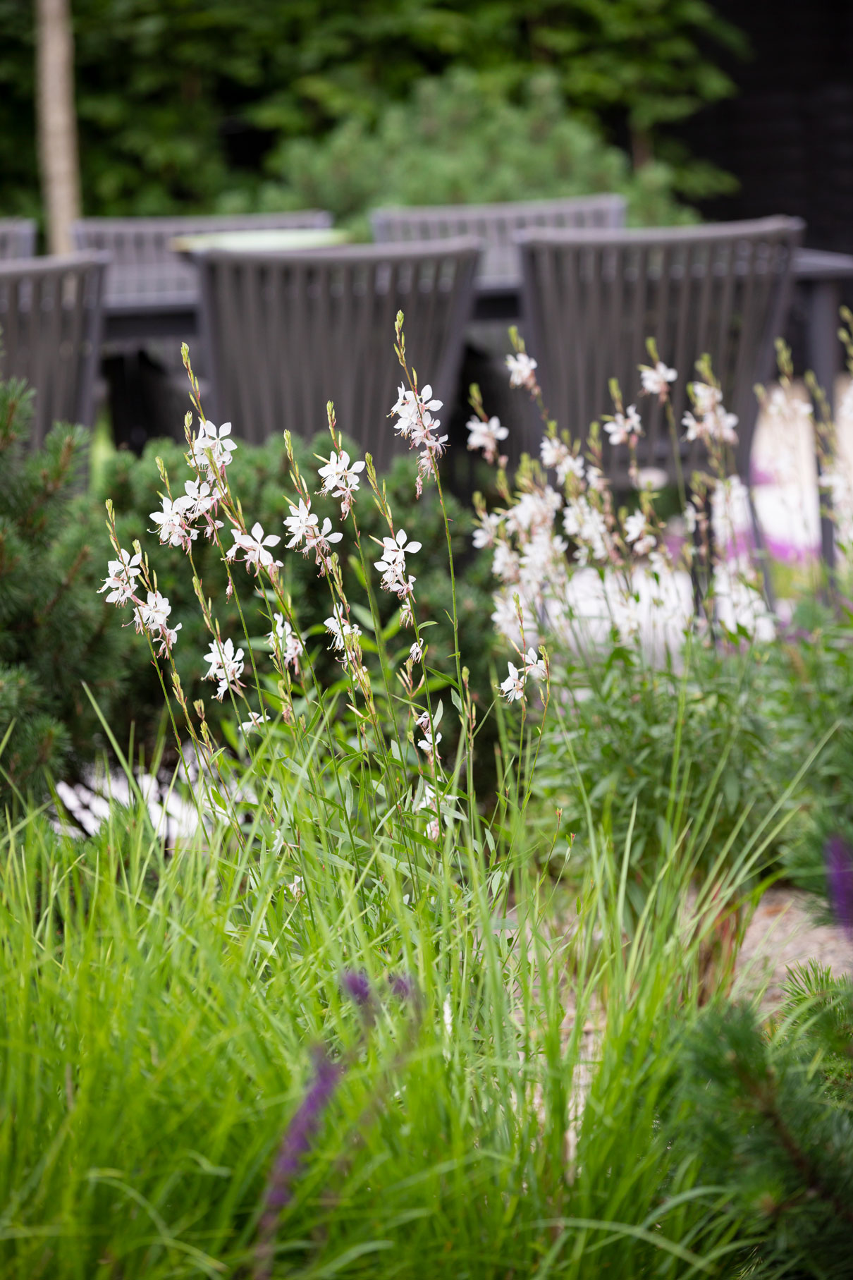 Colm Joseph suffolk garden design seating planting designer gaura whirling butterflies sesleria autumnalis Richard Bloom Photography