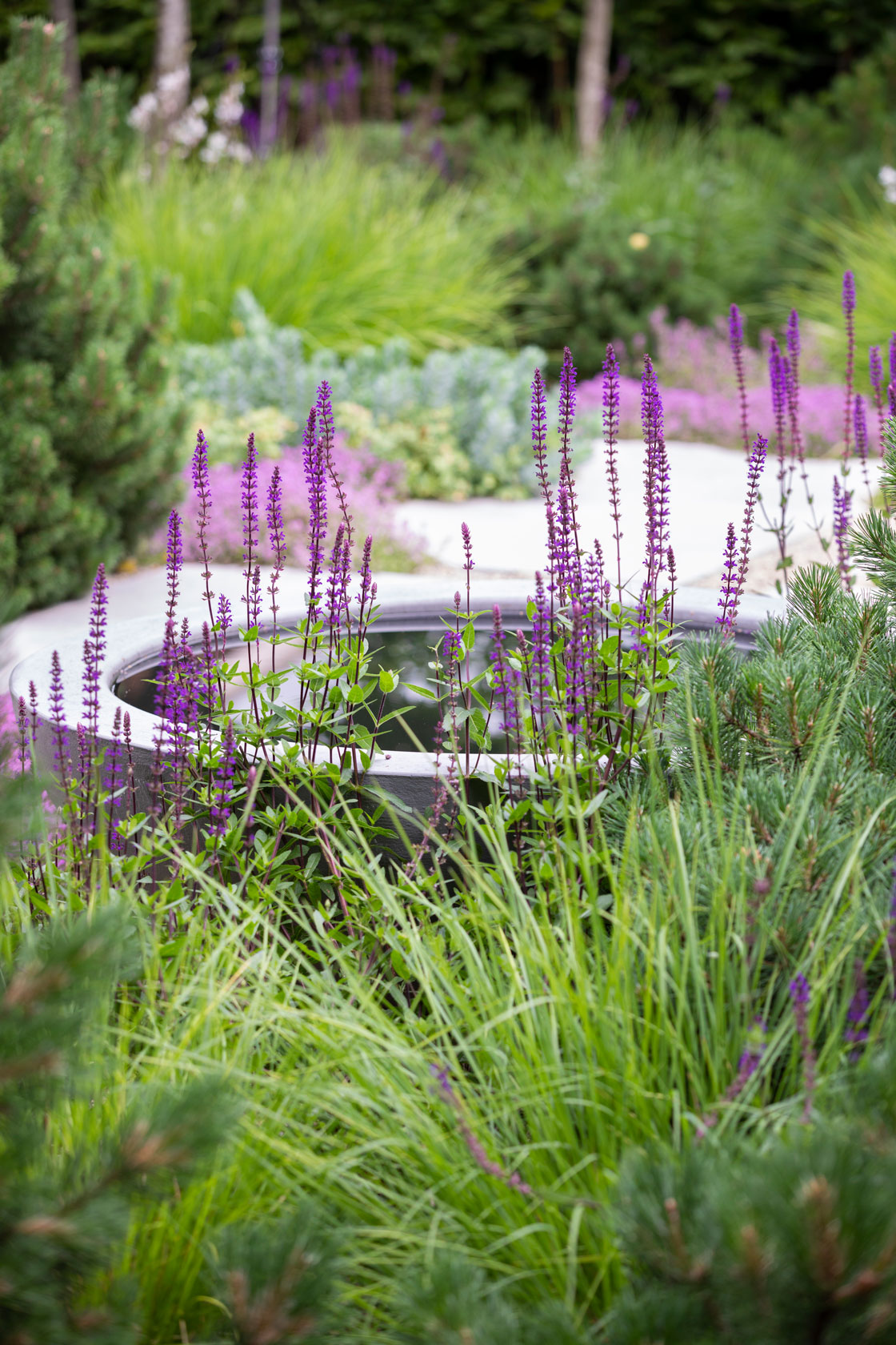 Colm Joseph suffolk garden design water feature bowl limestone paving dwarf pines creeping thyme salvia caradonna Richard Bloom Photography