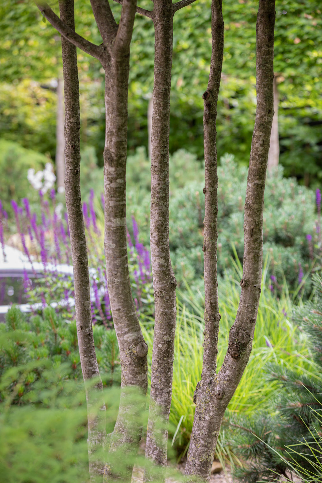 Colm Joseph suffolk garden designer multi stem hornbeam tree water bowl dwarf pines sesleria autumnalis salvia caradonna Richard Bloom Photography