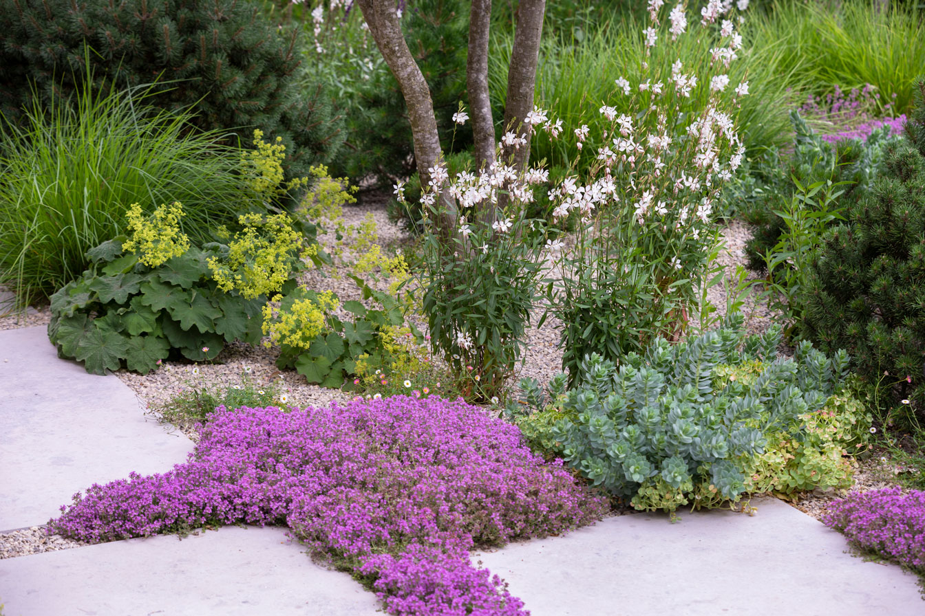 Colm Joseph suffolk garden designer planting creeping flowering thyme gaura whirling butterflies limestone paving sesleria alchemilla mollis euphorbia myrsinites Richard Bloom Photography