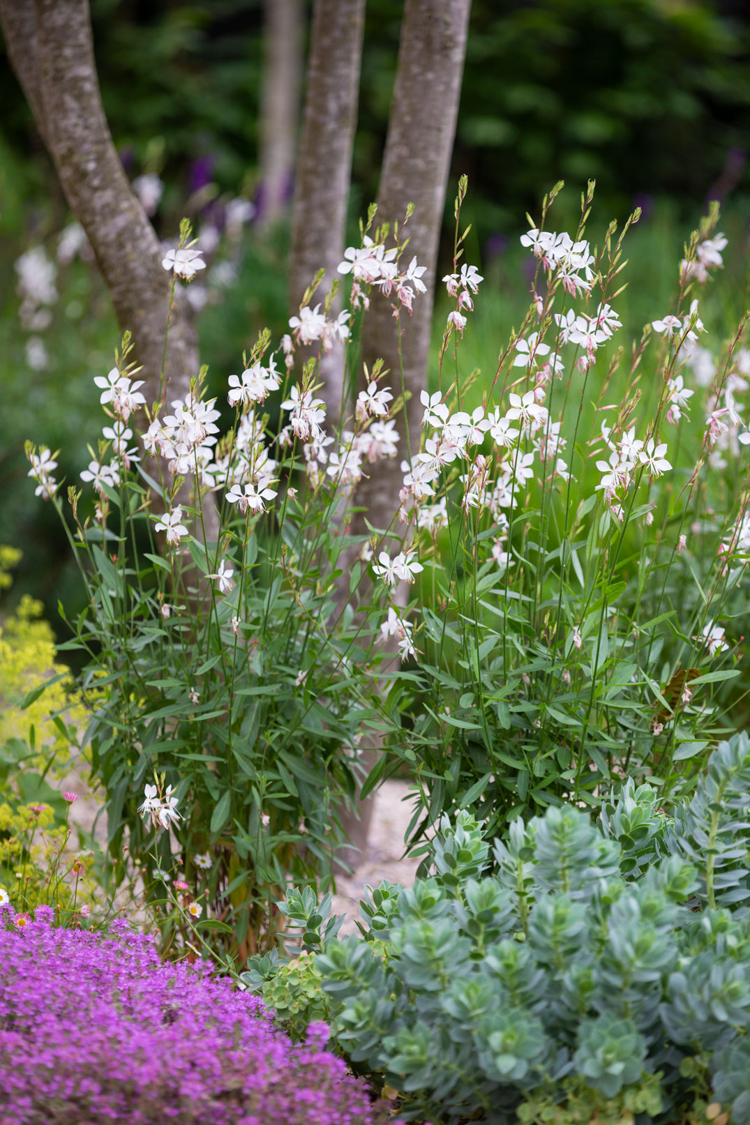 Colm Joseph suffolk garden designer planting design creeping flowering thyme gaura whirling butterflies alchemilla mollis euphorbia myrsinites multi stem hornbeam Richard Bloom Photography