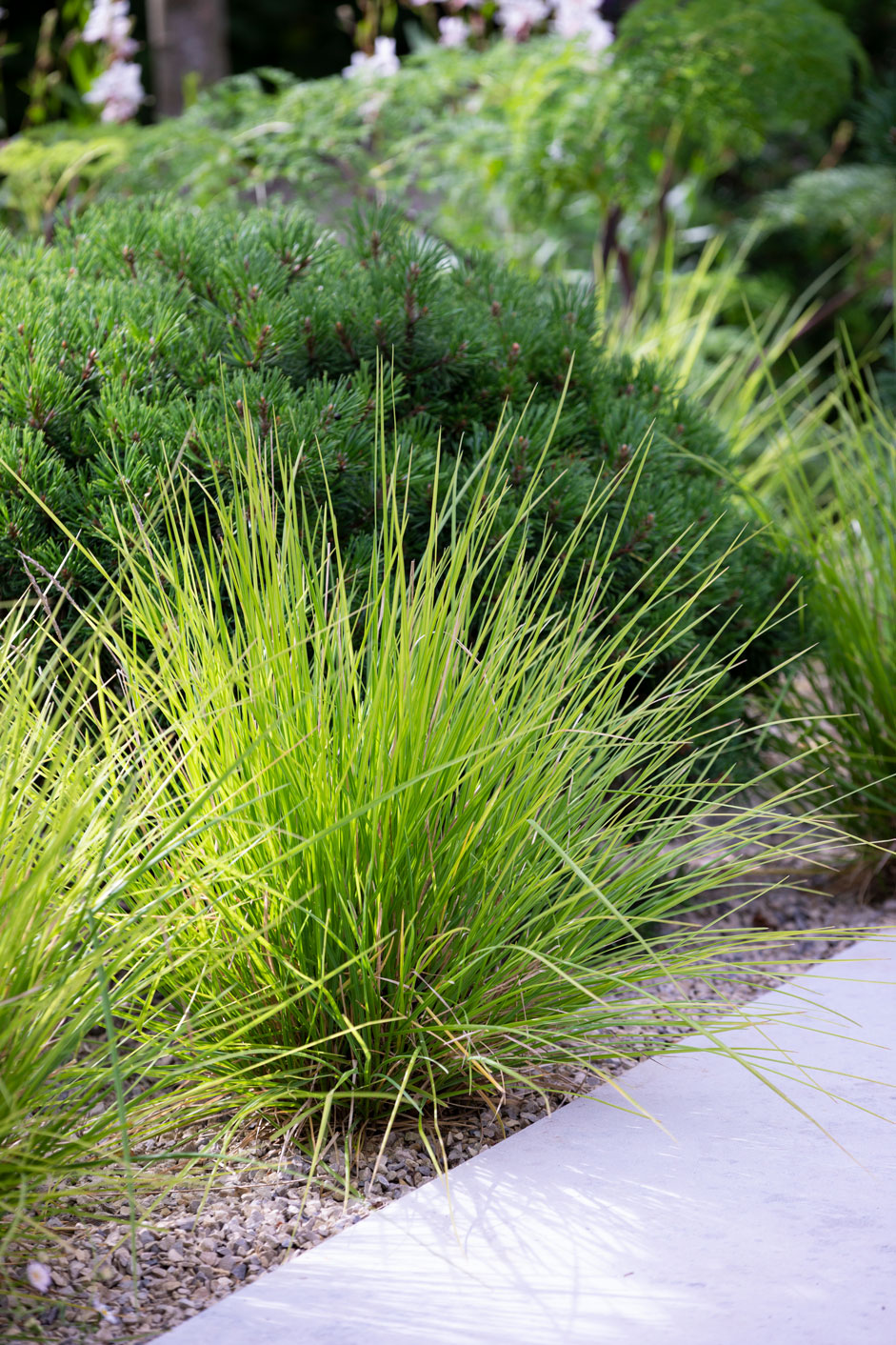 Colm Joseph suffolk garden designer planting design sesleria autumnalis dwarf pine Richard Bloom Photography