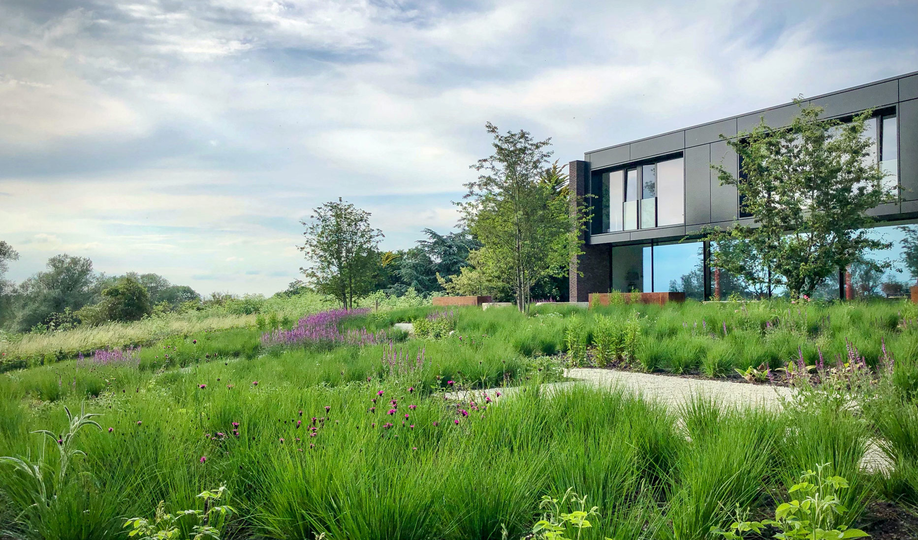 perennial meadow alongside modern architecture contemporary planting design ideas by Colm Joseph Cambridgeshire Garden designer 