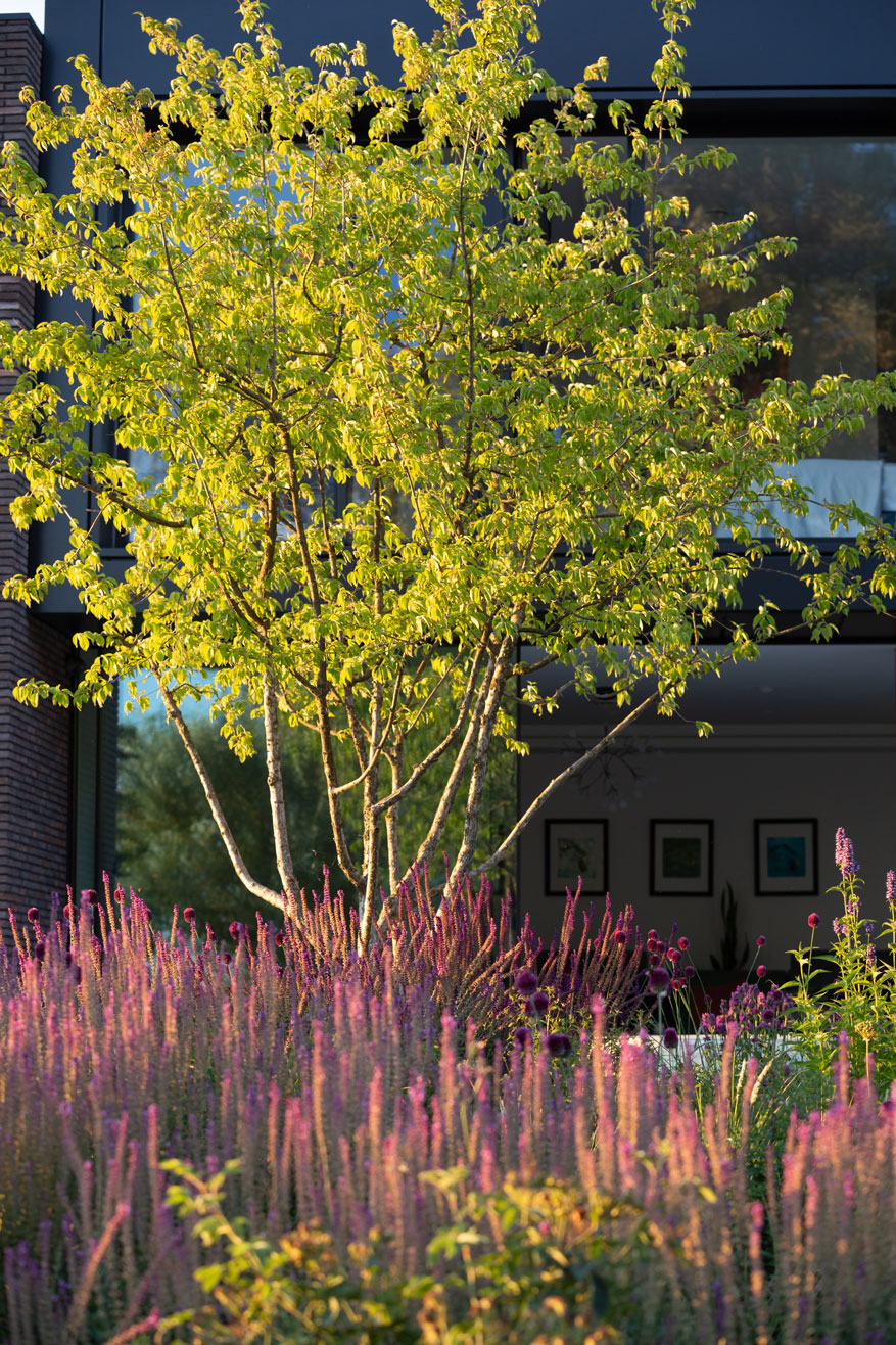 Colm Joseph garden design cambridgeshire cornus mas tree allium sphaerocephalon modern architecture - Photo by Richard Bloom
