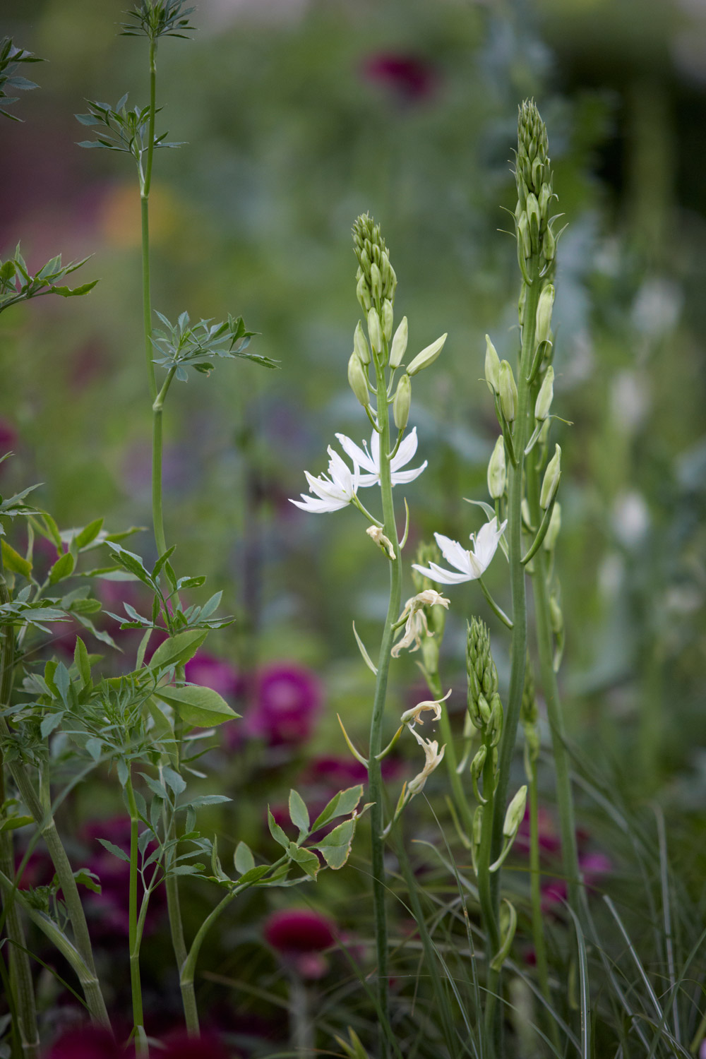 Colm Joseph Gardens   RHS Chelsea Flower Show Camassia leichtlinii semi plena   Photo credit Britt Willoughby Dyer