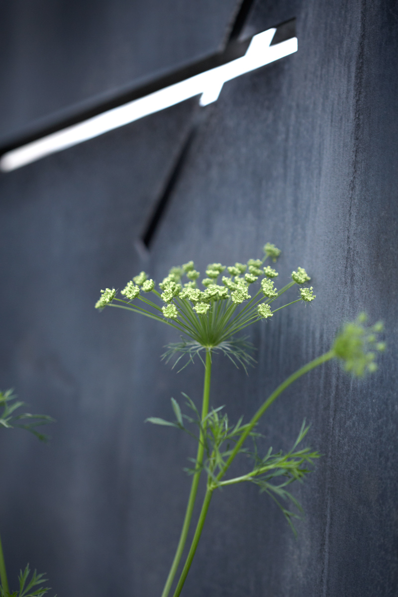 Colm Joseph Gardens - RHS Chelsea Flower Show ammi majus laser cut steel screen