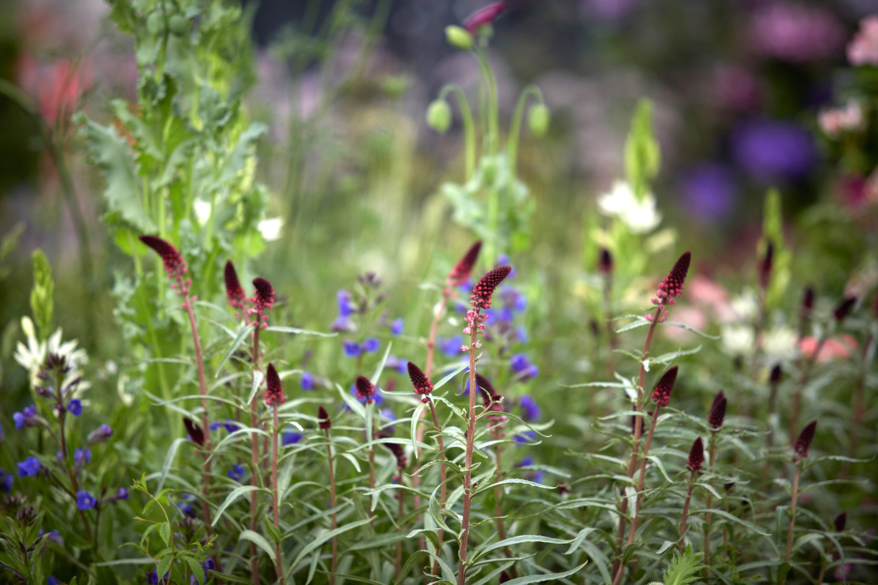 Colm Joseph Gardens - RHS Chelsea Flower Show perennial meadow Lysimachia atropurpurea 'Beaujolais'.jpg