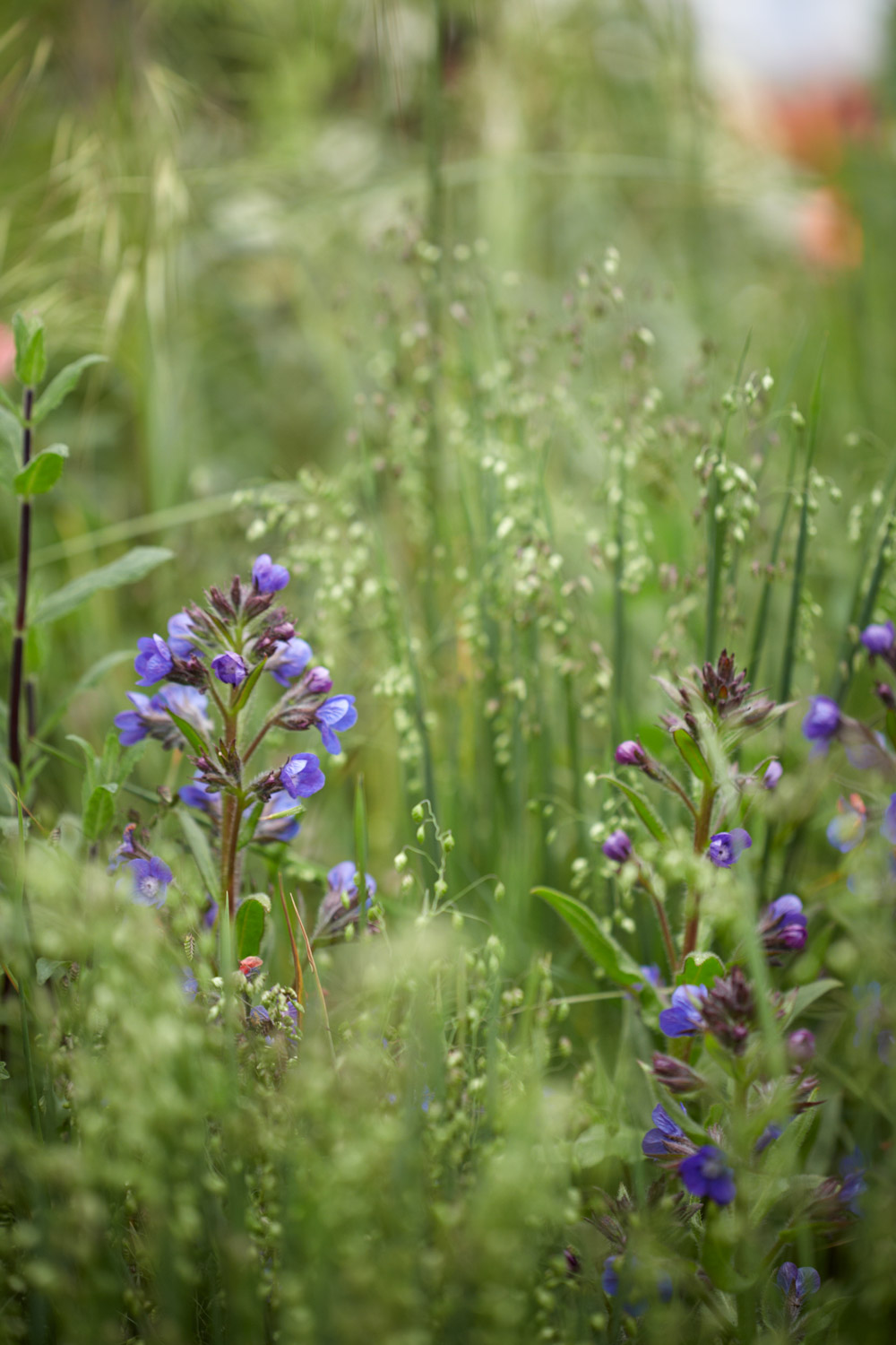 Colm Joseph Gardens   RHS Chelsea Flower Show perennial meadow briza media Anchusa �Loddon Royalist�   Photo credit Britt Willoughby Dyer