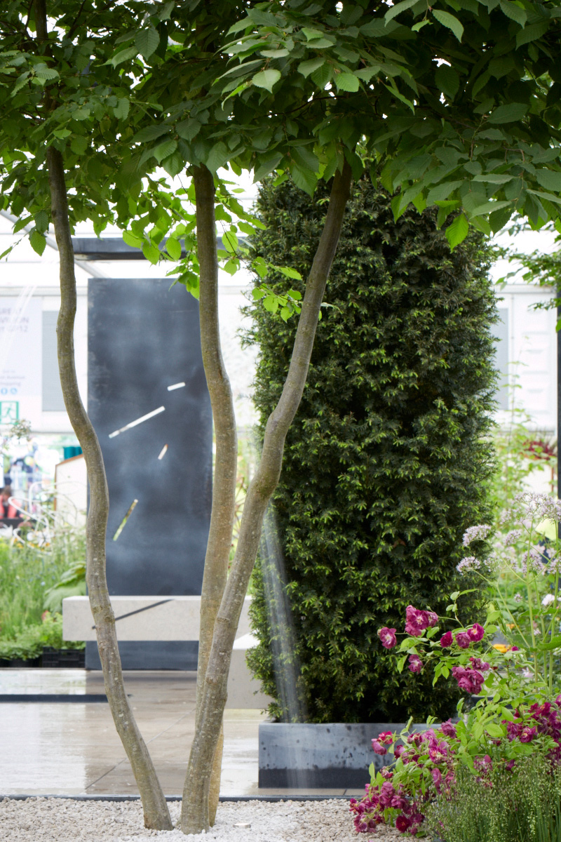 Colm Joseph RHS Chelsea Flower Show multi-stem hornbeam rosa purple skyliner taxus yew column water feature