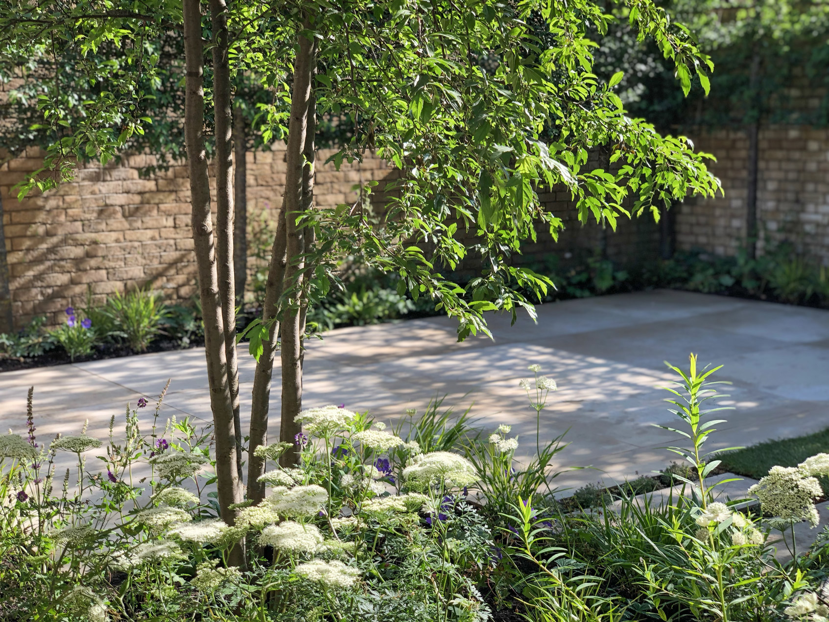 Colm Joseph Modern Cambridge garden design seating area naturalistic planting pleached trees stone paving