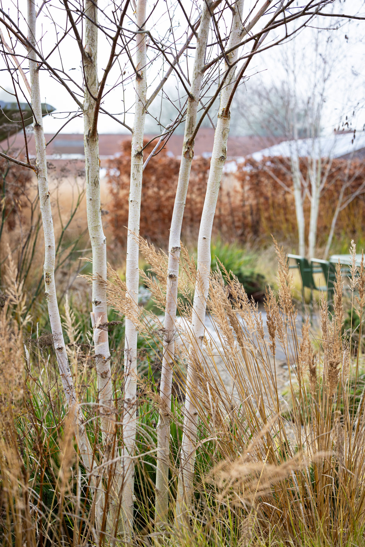 Colm Joseph Suffolk walled garden winter texture colour birch trees multi-stem seating area hay palissade furniture clay pavers