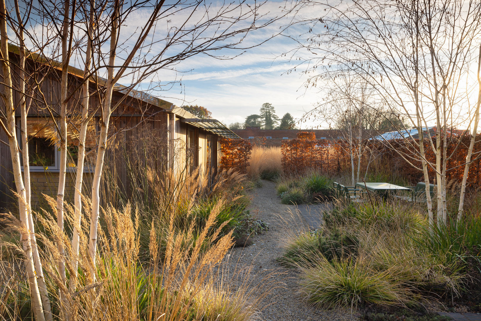 Colm Joseph Suffolk walled garden winter texture colour birch trees multi-stem seating area naturalistic planting timber architecture gravel path beech hedge modern design