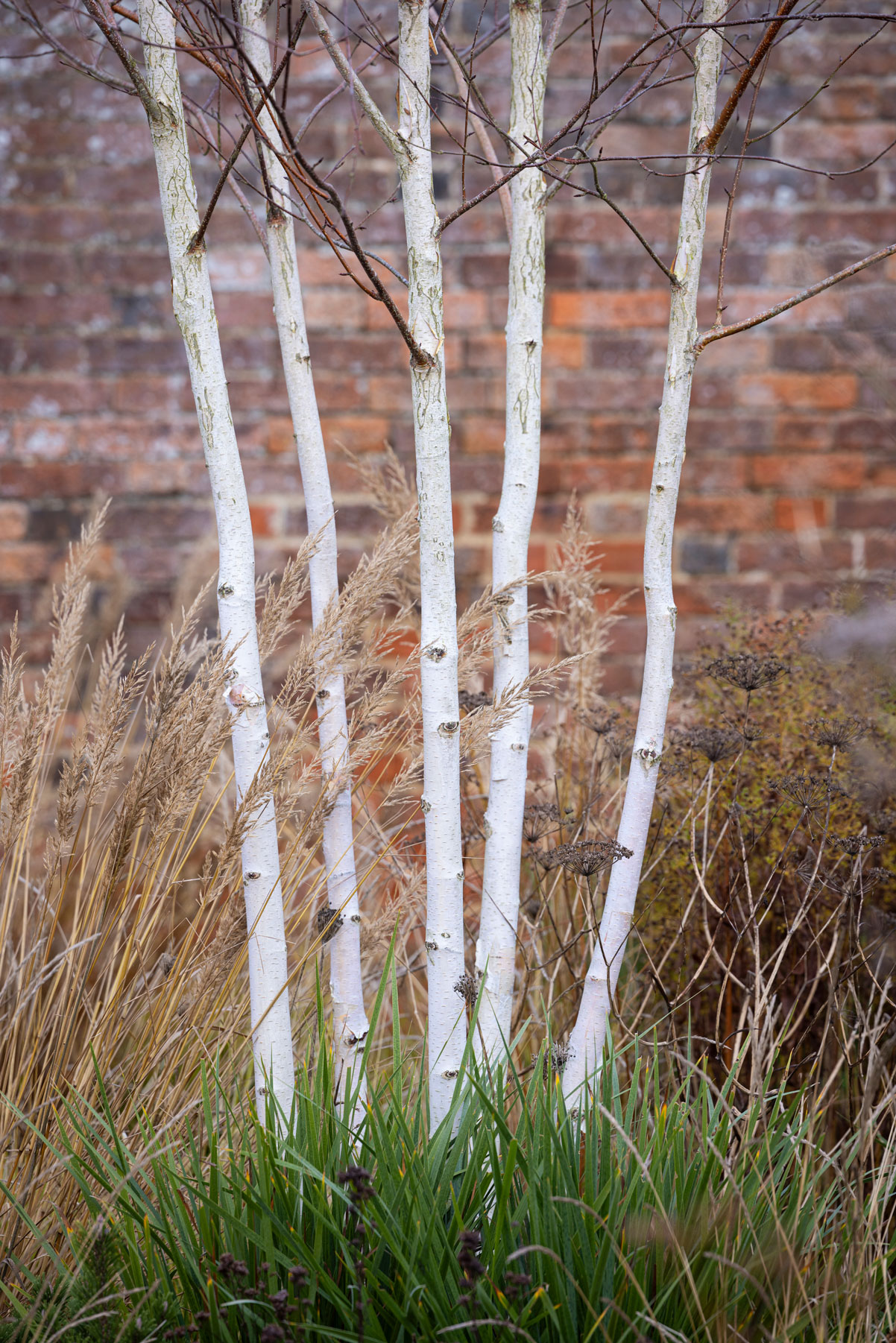Colm Joseph Suffolk walled garden winter texture colours calamagrostis brachytricha birch tree multi-stem old wall