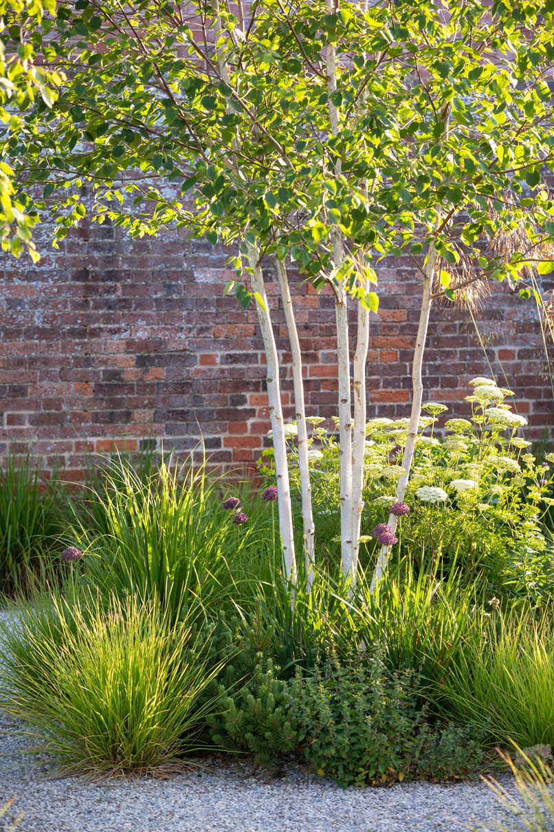 Colm Joseph suffolk walled garden design multi-stem birch tree betula jacquemontii allium atropurpureum cenolophium denudatum dwarf pine pinus mugo sesleria autumnalis calamagrostis naturalistic planting