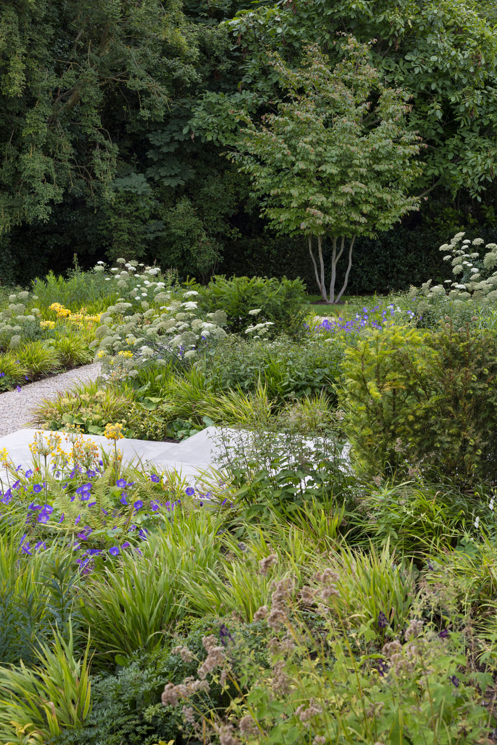 Colm Joseph modern country garden cambridgeshire naturalistic planting design multi-stem parrotia persica tree hakonechloa geranium cenolophium